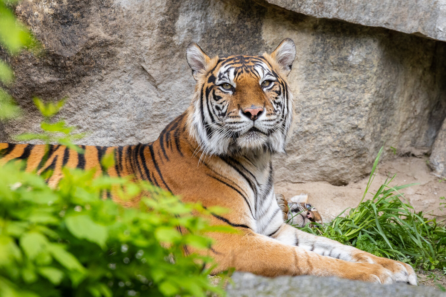 [Translate to English:] Sumatra-Tiger
