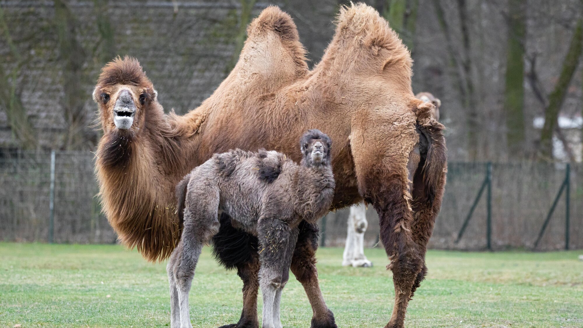 Camel Baby – Zoo Berlin