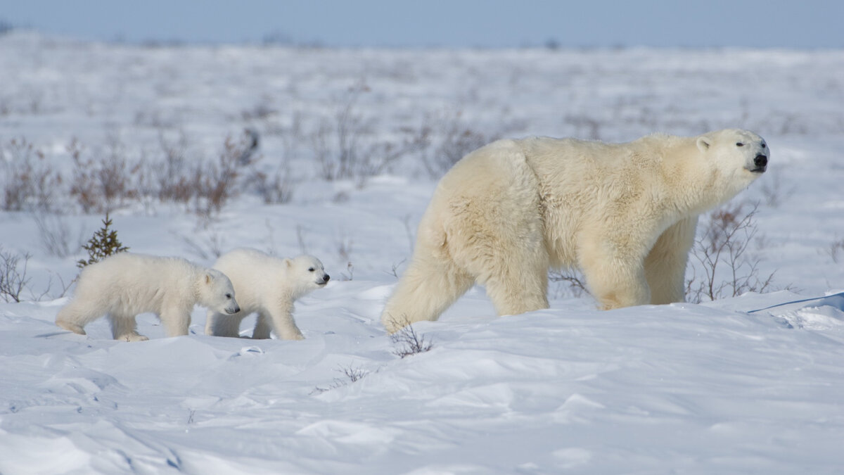 Polar Bear Week Update from Svalbard Zoo Berlin